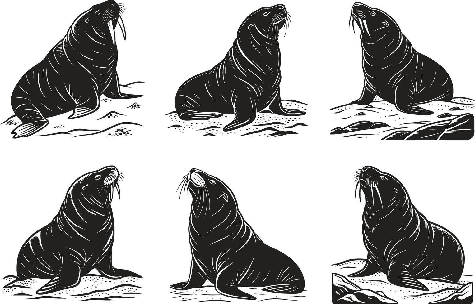 Black and White Sea Lion and Walrus Illustrations vector