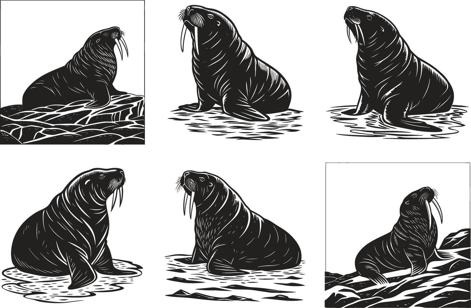 Vintage Sea Lion and Walrus Illustrations vector