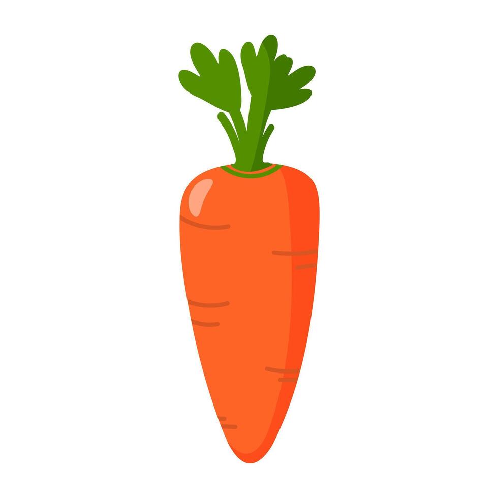 Flat carrot isolated on white. Autumn vegetable harvest. Easter design element. vector