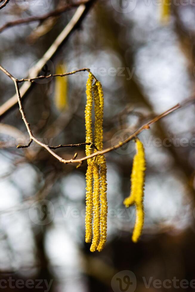 Bright yellow catkins common hazel hanging from tree branches close up photo