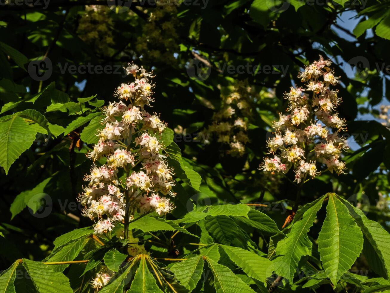 Beautiful blooming chestnut tree in sunlight photo