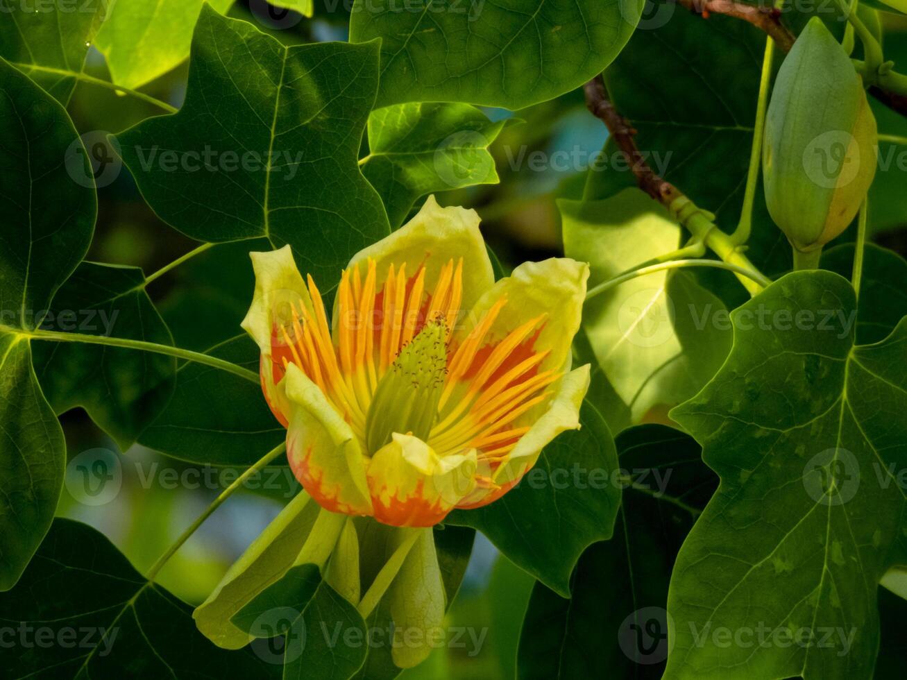 Blooming tulip tree surrounded by lush green leaves horizontal photo