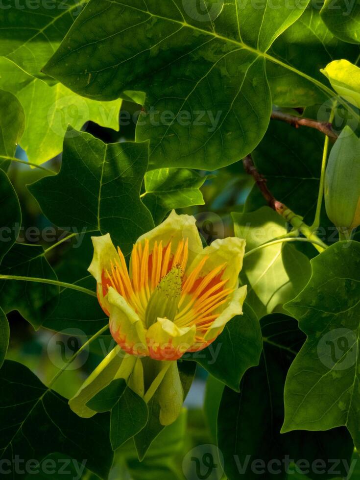 Blooming tulip tree surrounded by lush green leaves vertical photo