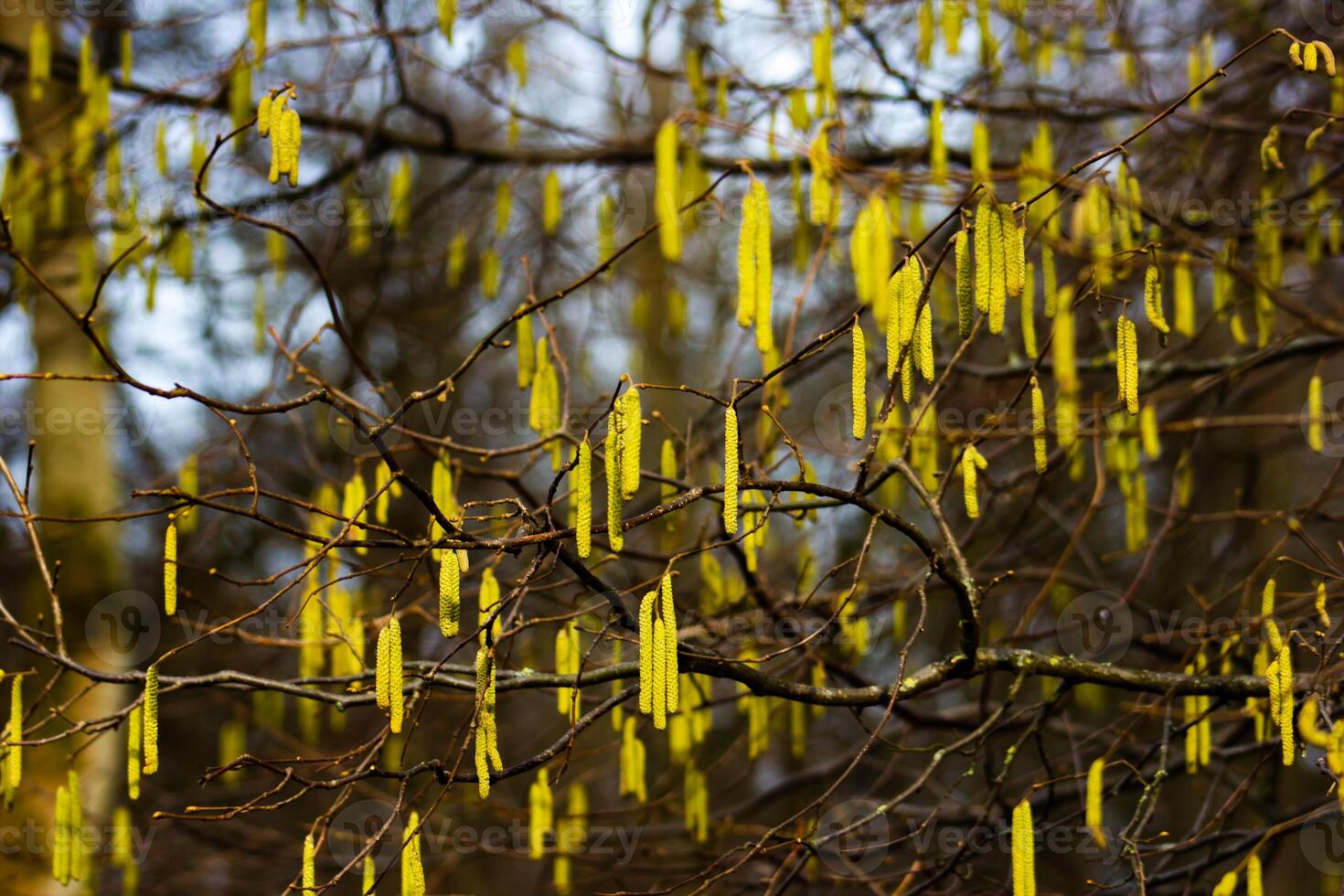 Bright yellow catkins common hazel hanging from tree branches photo