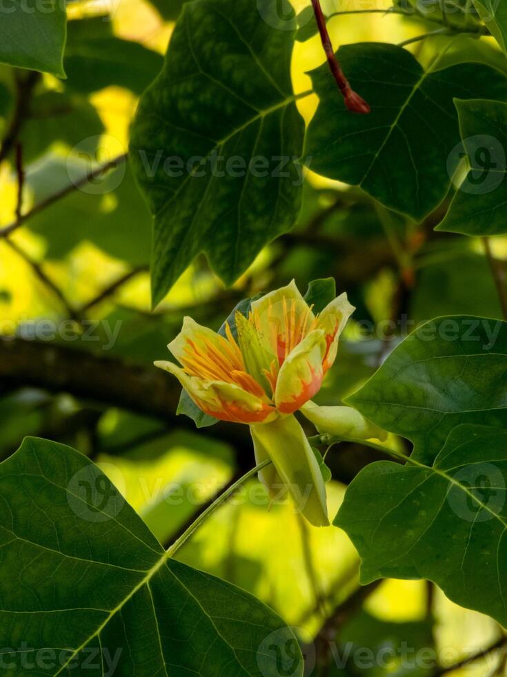 Blooming tulip tree surrounded by lush green leaves macro photo