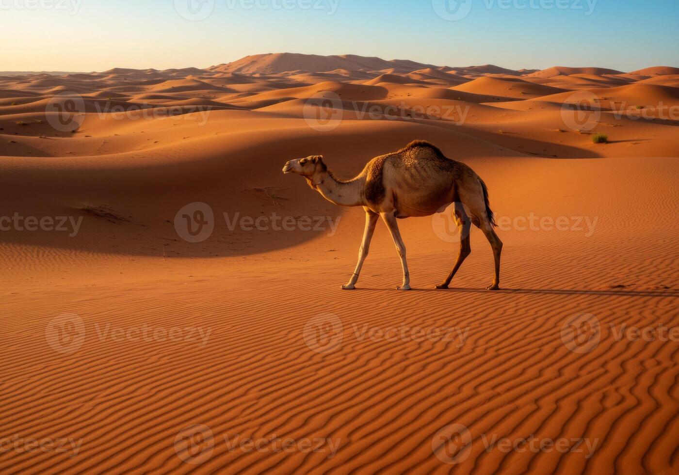 A close-up picture of a camel walking in the desert areas photo