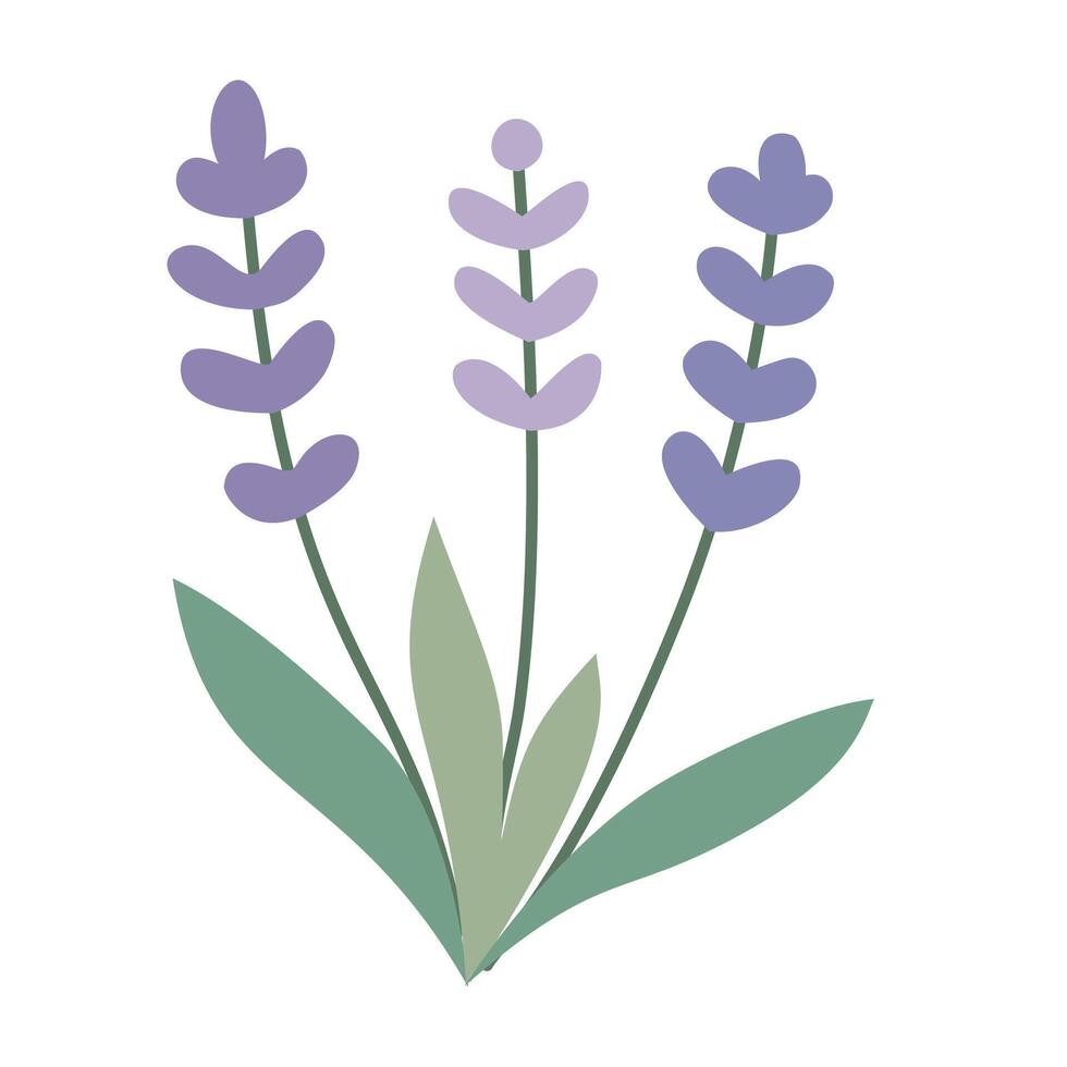 lavender flowers simple vector