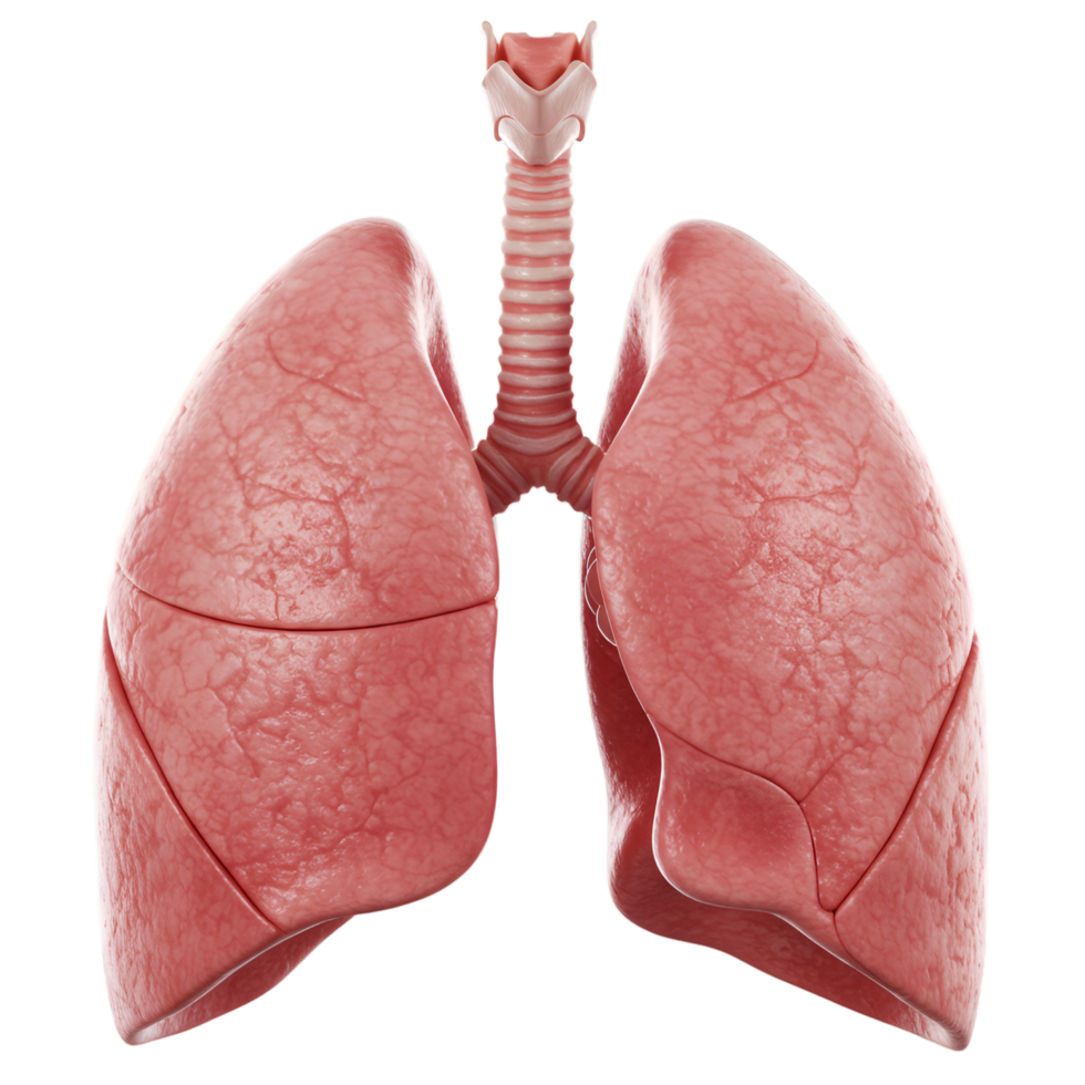 presents a detailed, 3D rendering of human lungs on a transparent background png