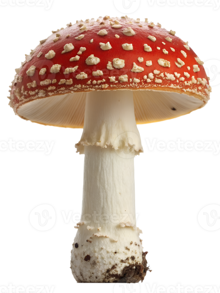 Poisonous fly agaric forest mushroom isolated on the transparent background png