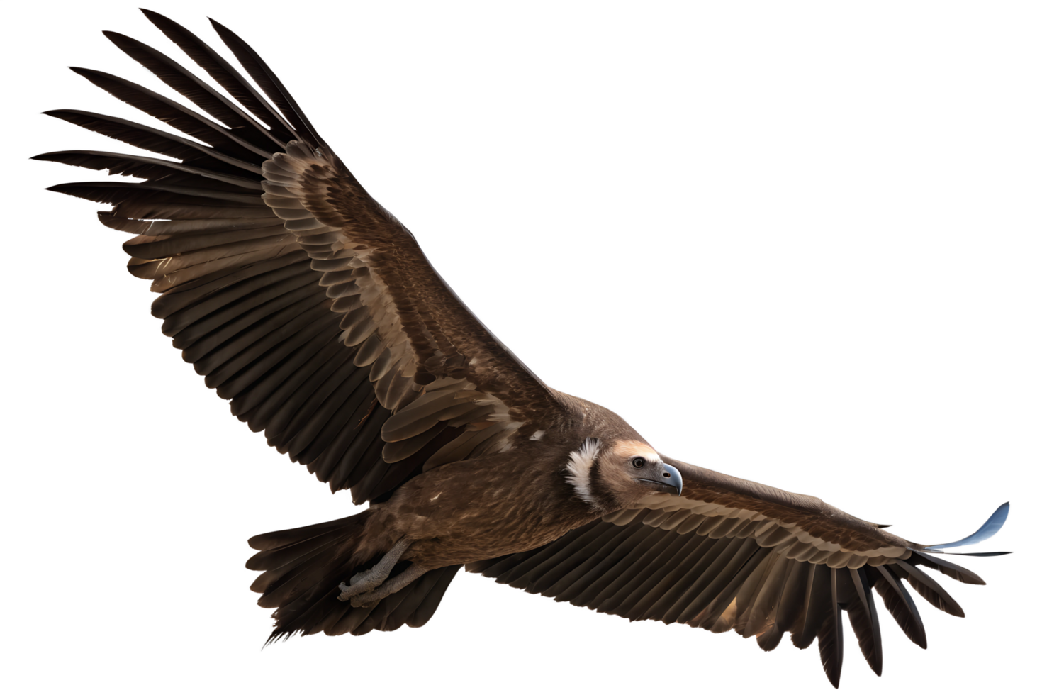 Flying vulture predator bird isolated in the transparent background png