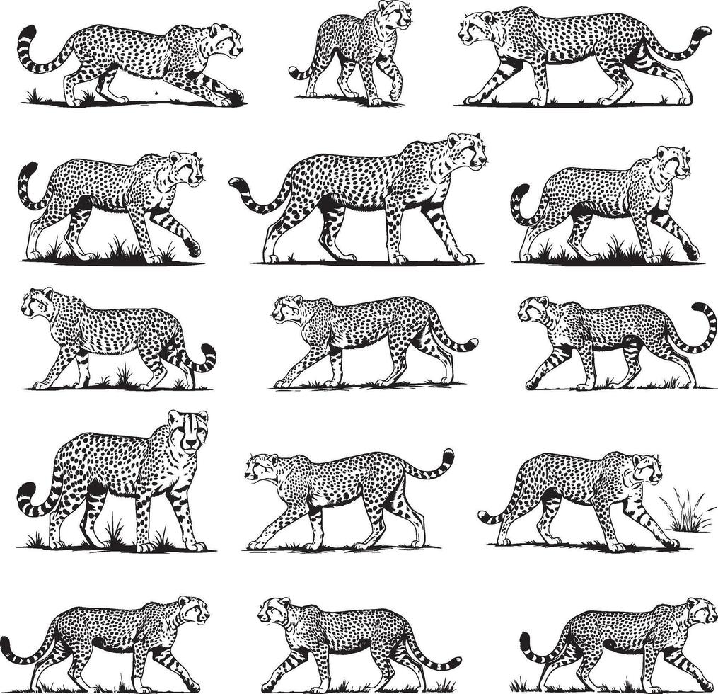 Cheetah Line Art Illustration vector