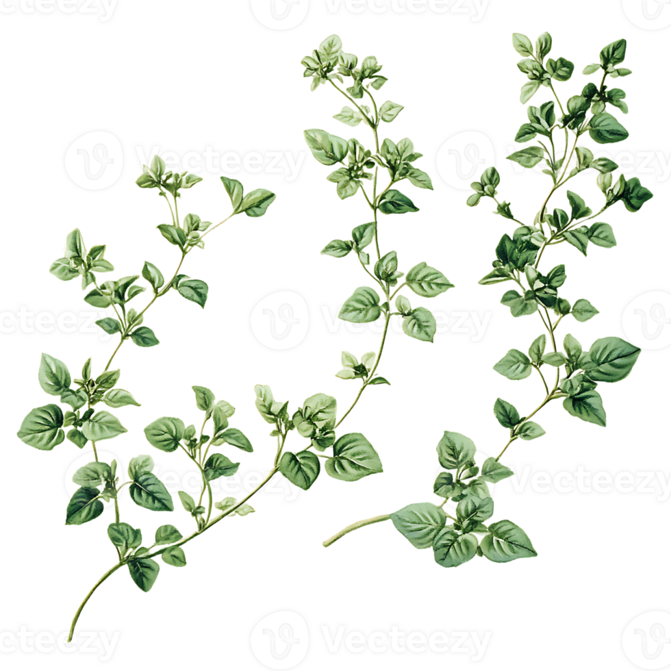 A drawing of a plant with leaves png
