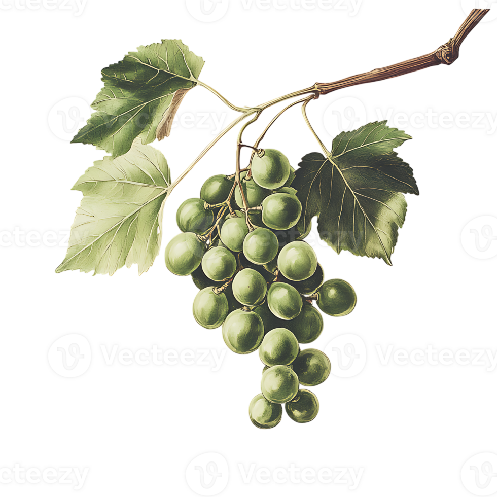 A painting of a bunch of grapes on a branch png