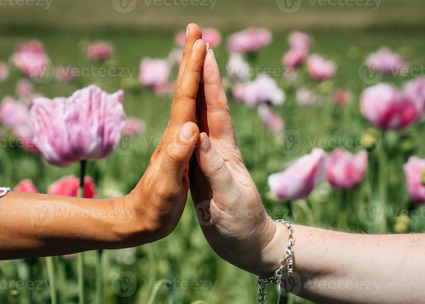 Two women's hands meet in a gentle touch, fingertips lightly brushing against each other amidst a field of pink poppies swaying gracefully in the wind. A high-quality photo capturing the softness and