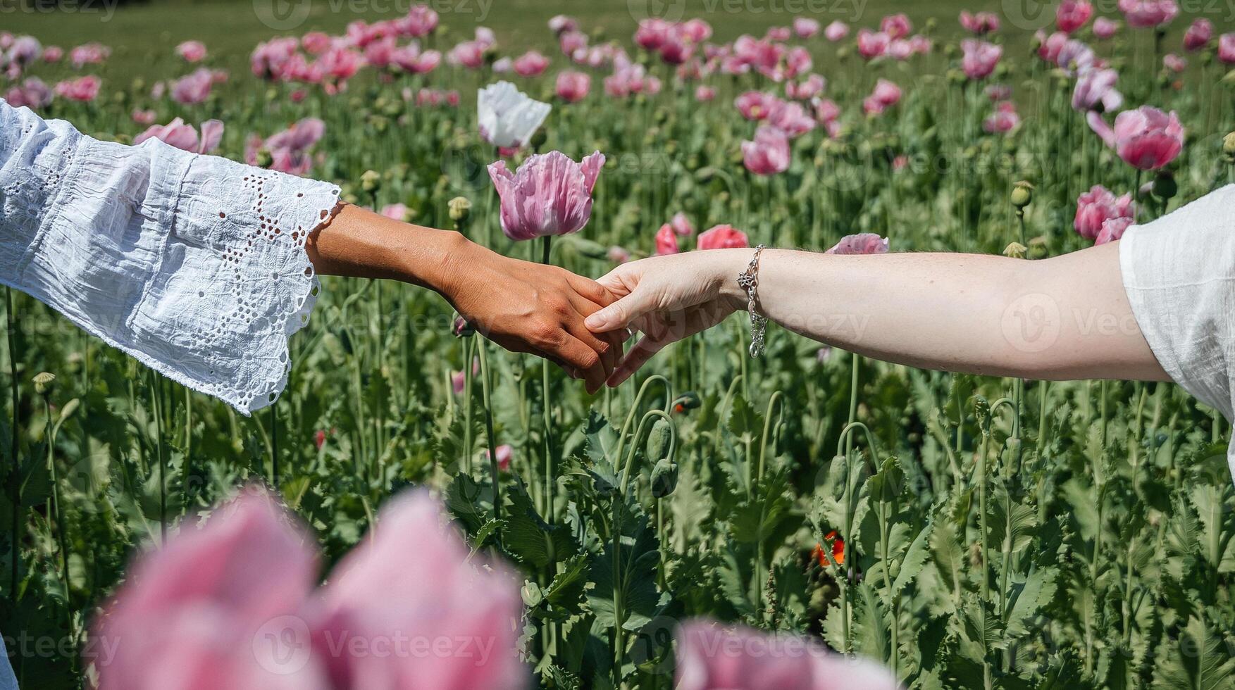 Two women's hands touch each other gently, a light touch of fingers in a field of pink poppies swaying in the wind High quality photo. photo