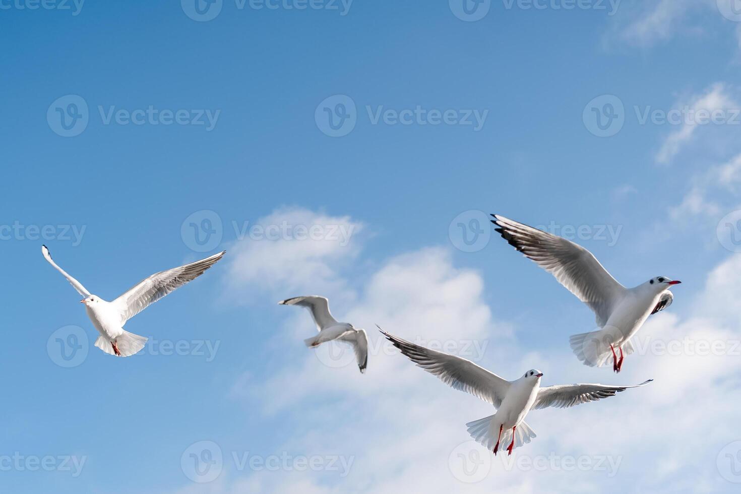 Seagulls flying over the sea in January photo