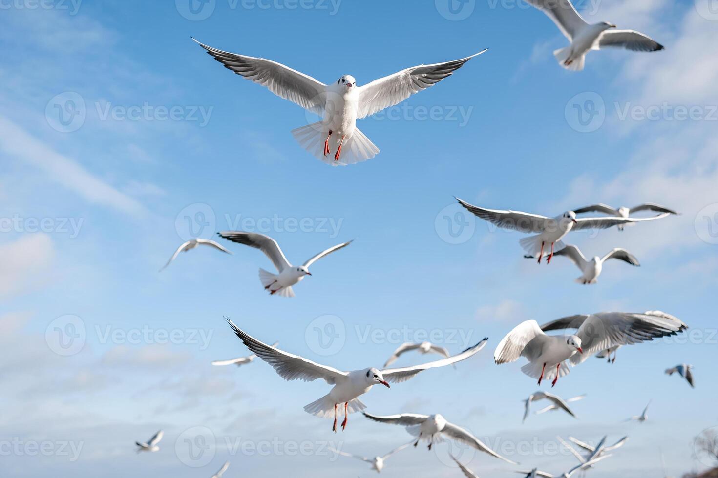 Seagulls flying over the sea in January photo