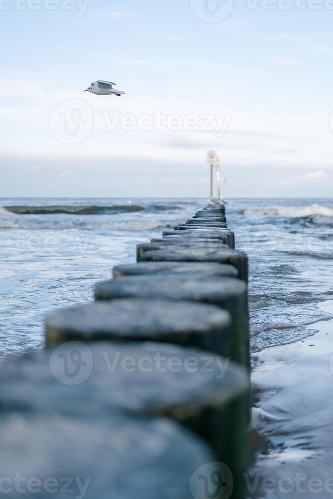 Logs stretching into the horizon into the sea and a seagull photo