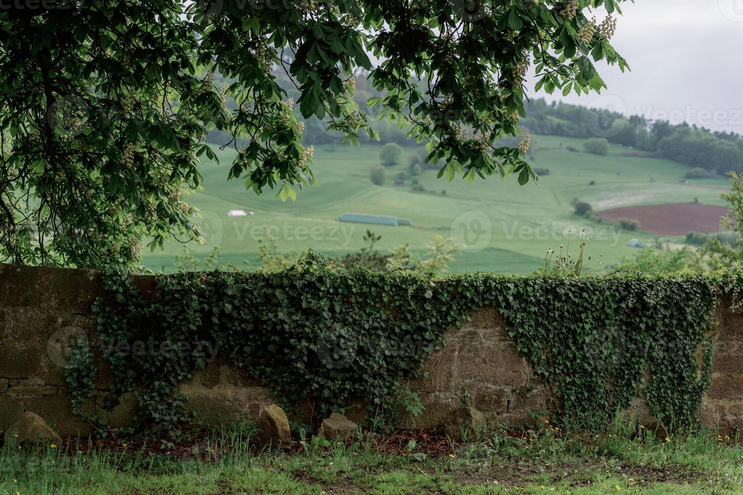 view of fields through a frame of tree crown photo