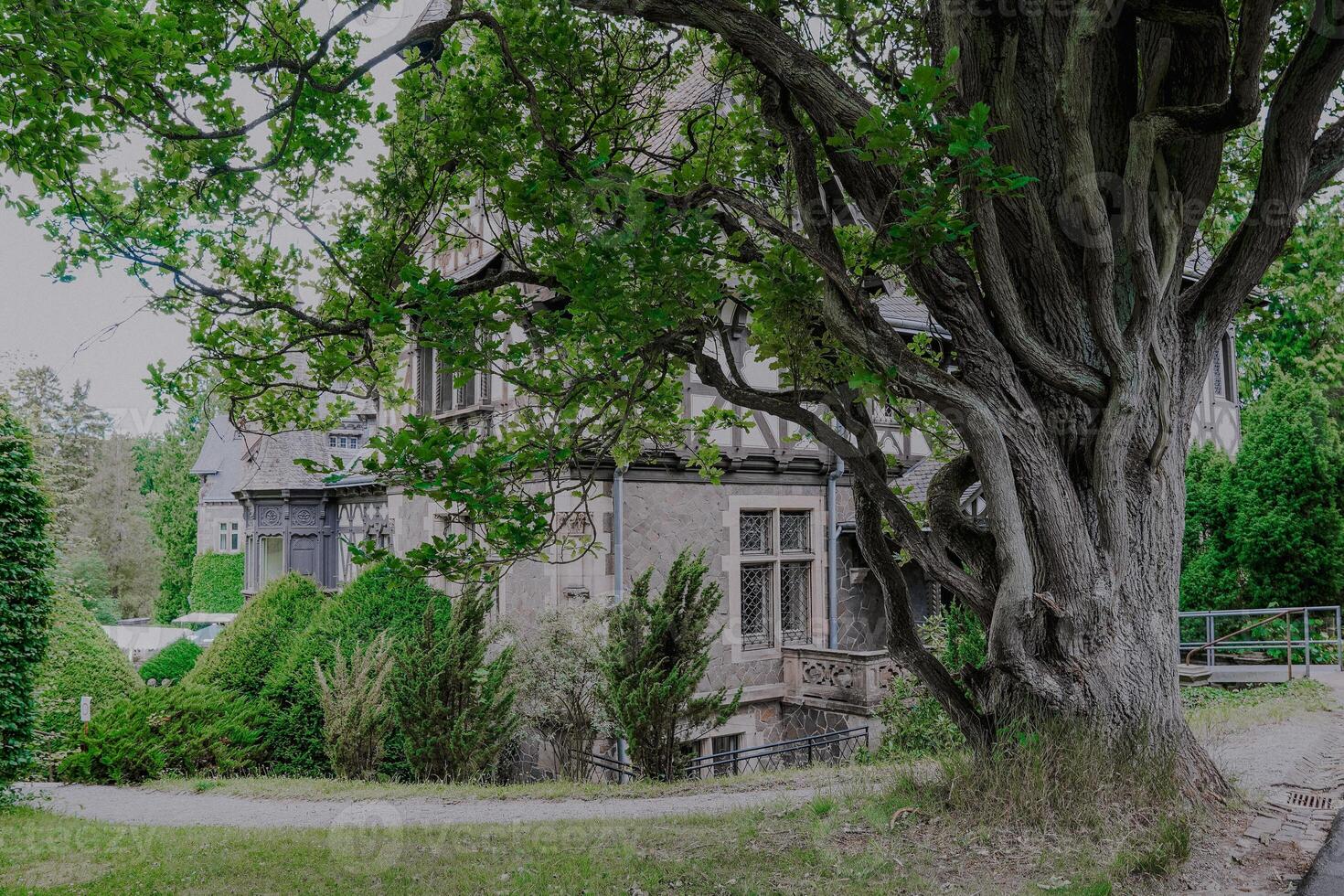 A tree with a thick trunk and the castle behind it photo