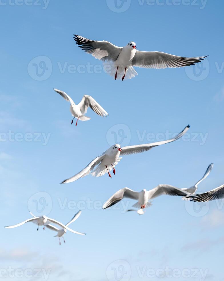 Seagulls flying over the sea in January photo
