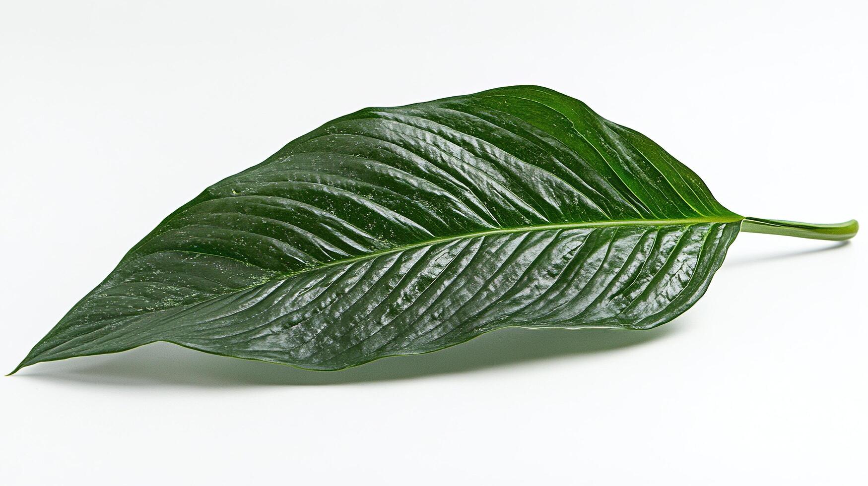 Green leaf on white background for botanical or nature use photo