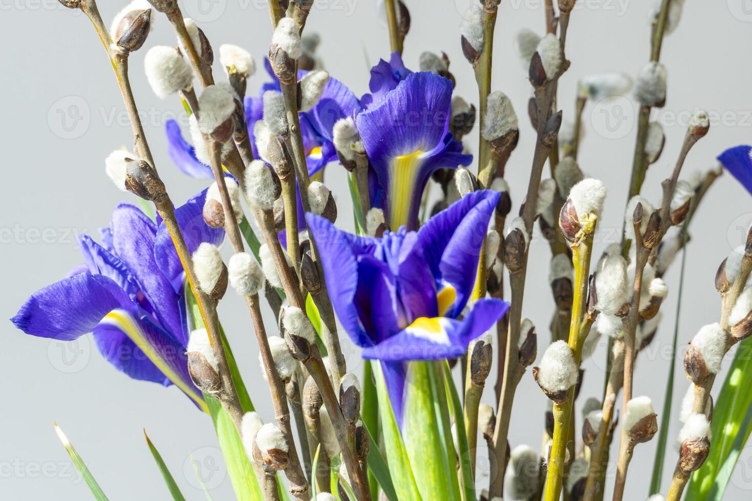 Spring willow tree in bloom with iris flowers bouquet. willow twigs with buds. Abstract flowers spring background with blossom branches. Easter card, spring flowers and plant photo