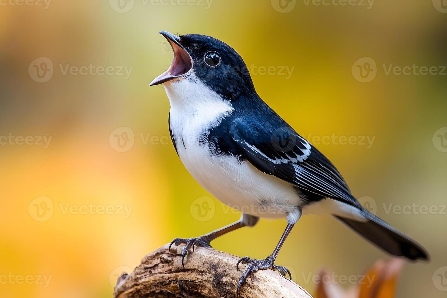 A Small Bird Singing With Open Mouth And Black White Plumage photo