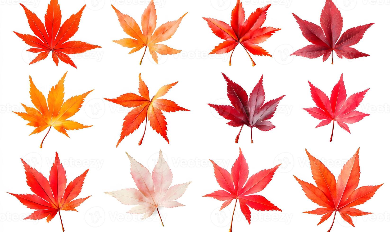 Twelve Vibrant Autumn Maple Leaves Isolated White Background photo