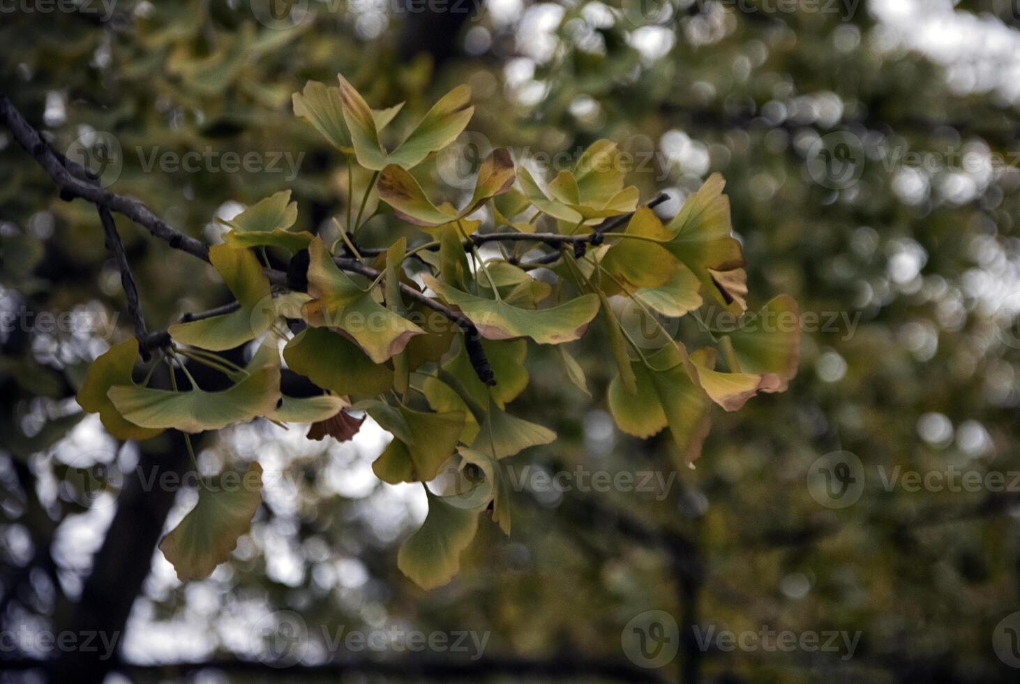 A ginkgo biloba tree branch in the park in early autumn photo