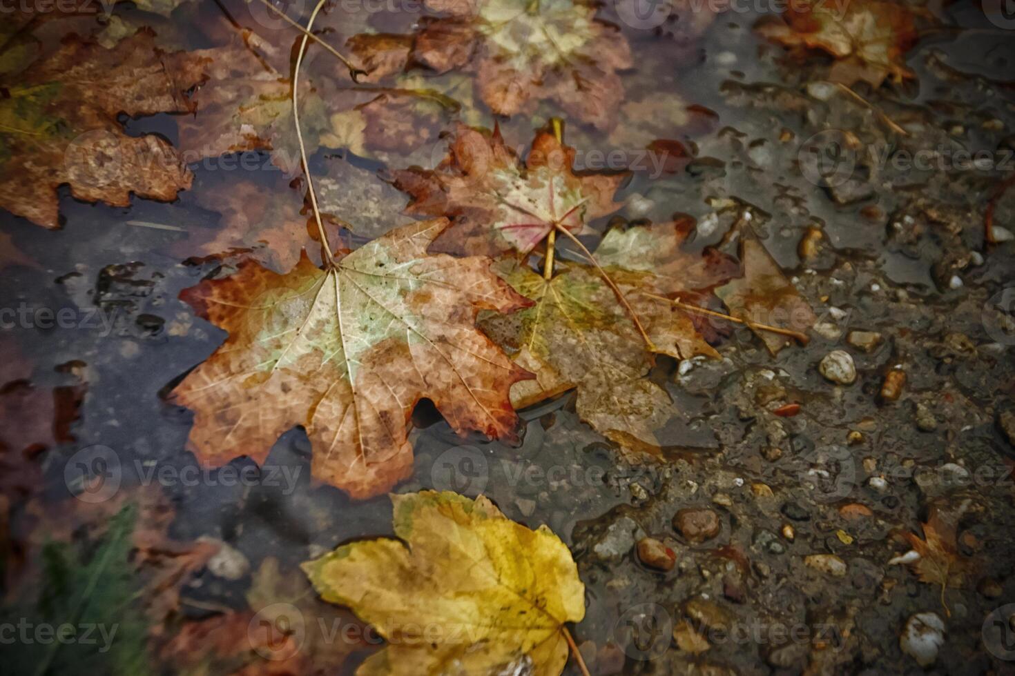 A closeup of wet brown and yellow autumn leaves on the ground photo