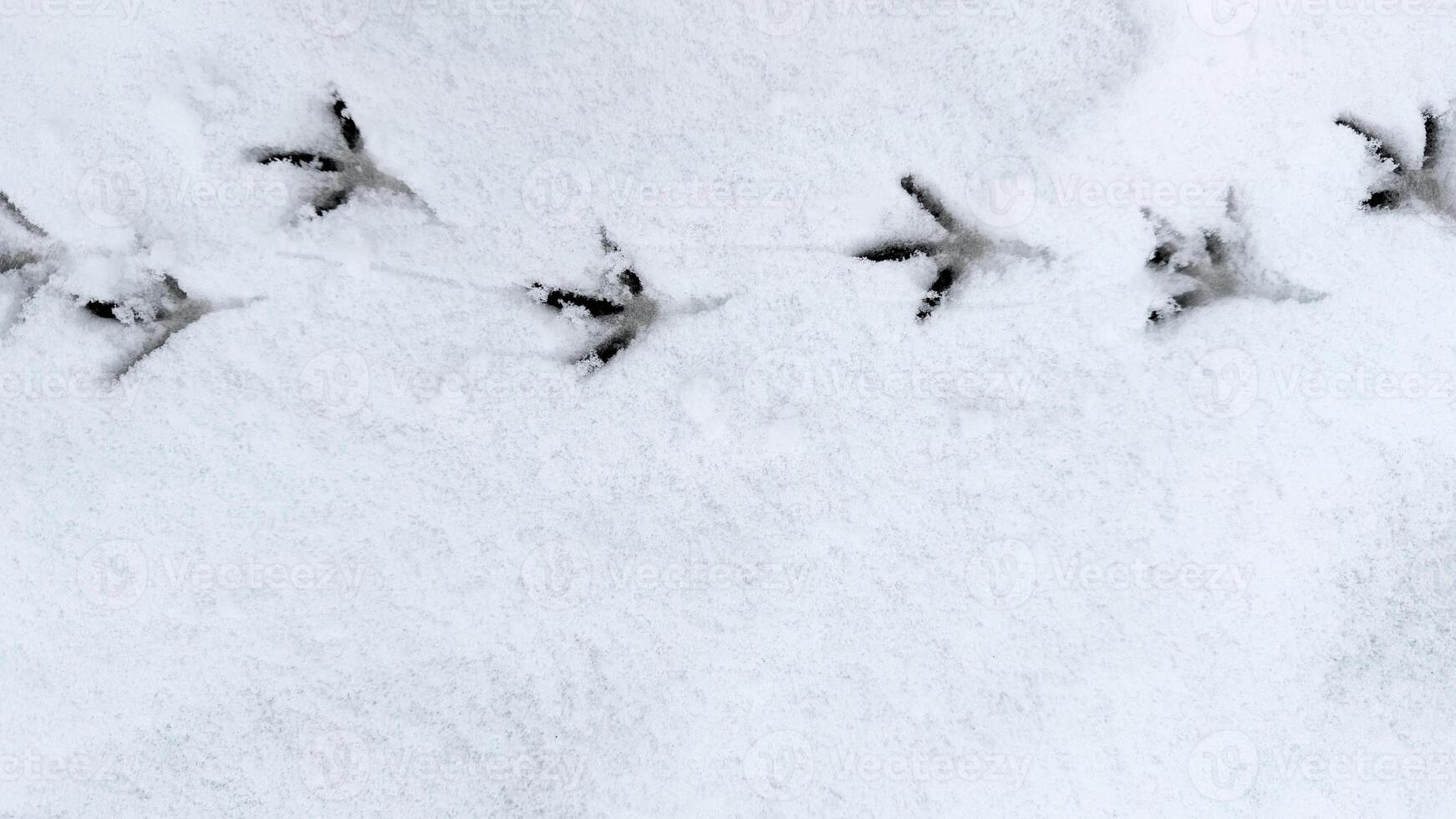 Interesting abstract white background with bird tracks. photo