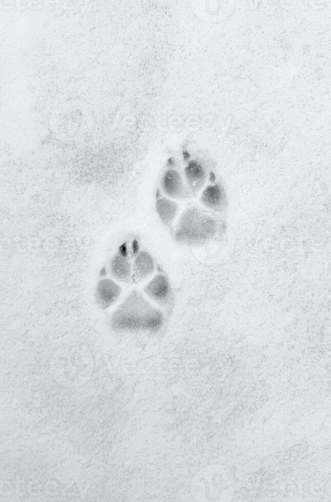 Interesting abstract white background with footprints of a cat or dog paws on the snow. photo