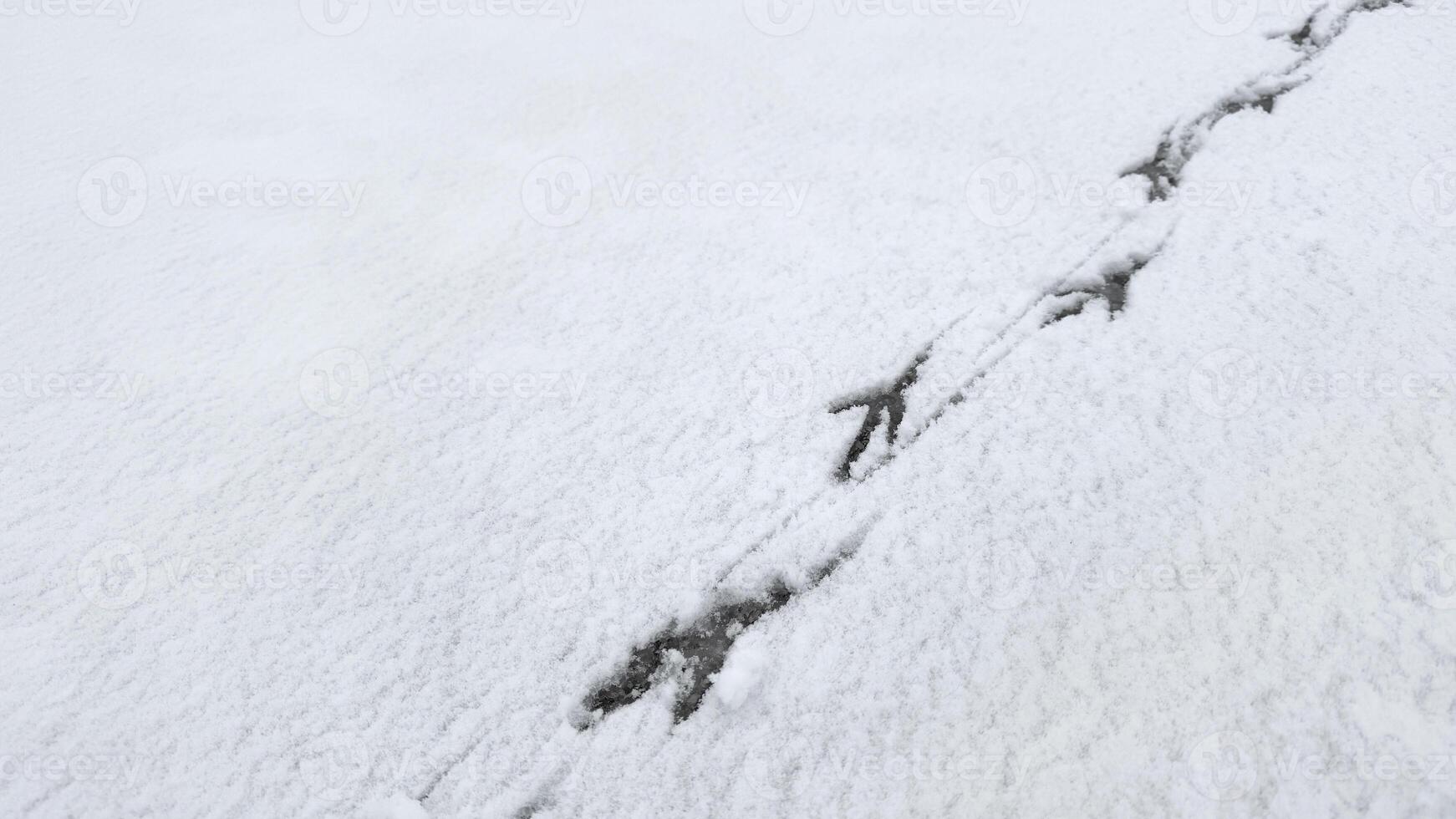 Interesting abstract white background with bird tracks. photo