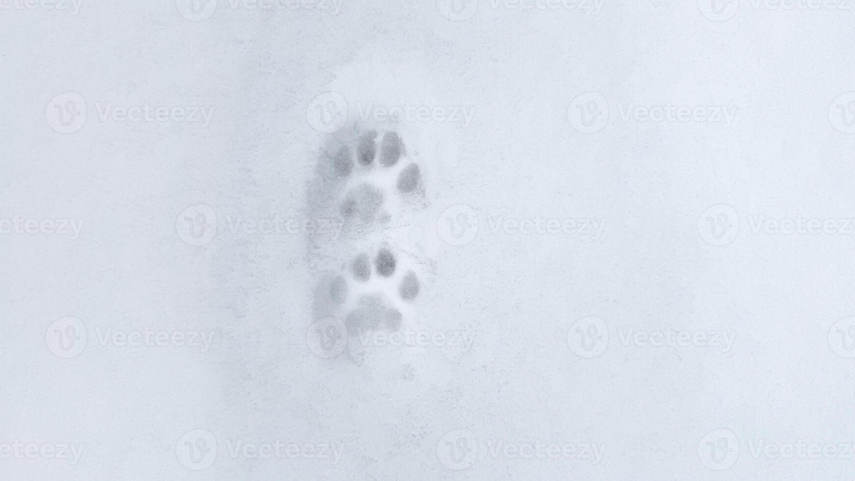 Interesting abstract white background with footprints of a cat or dog paws on the snow. photo