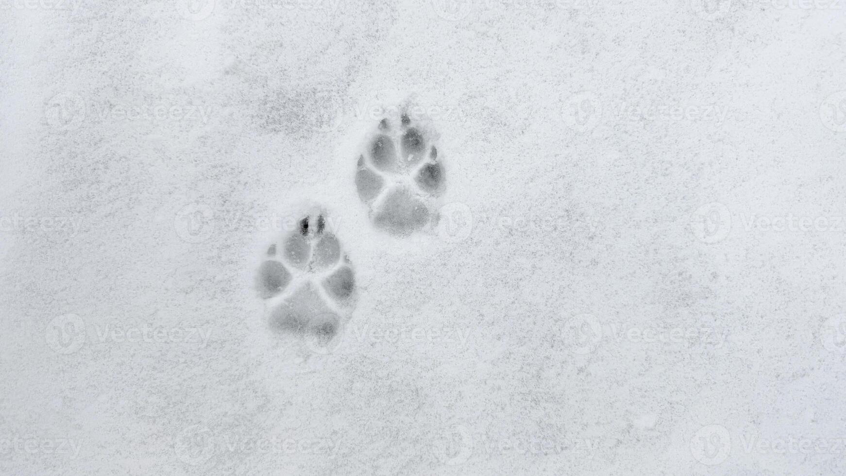 Interesting abstract white background with footprints of a cat or dog paws on the snow. photo
