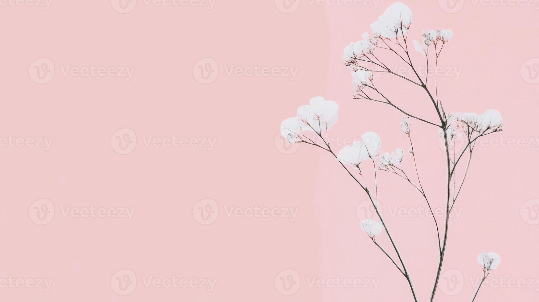 Delicate white flowers bloom against a soft pink background in a minimalistic setting perfect for spring decor and artistic displays photo