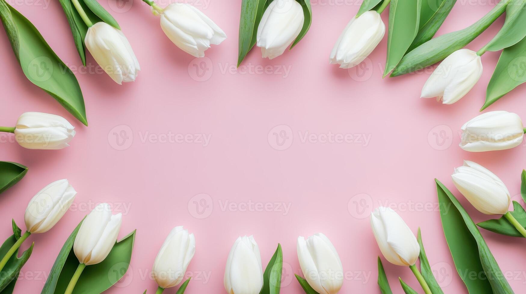White tulips arranged in a circular pattern on a pink background create a visually appealing floral display perfect for spring events or celebrations photo