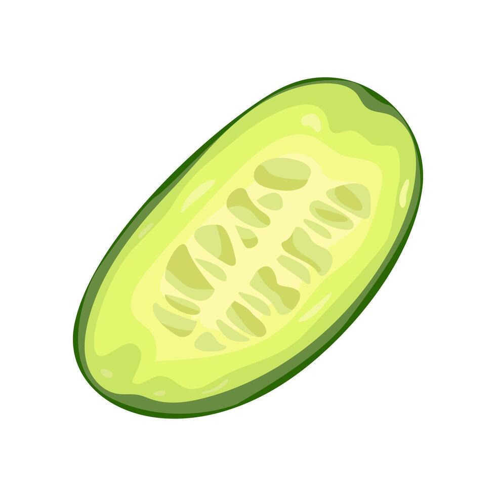 Fresh cucumber slice with seeds Green healthy vegetable. illustration isolated on white background vector