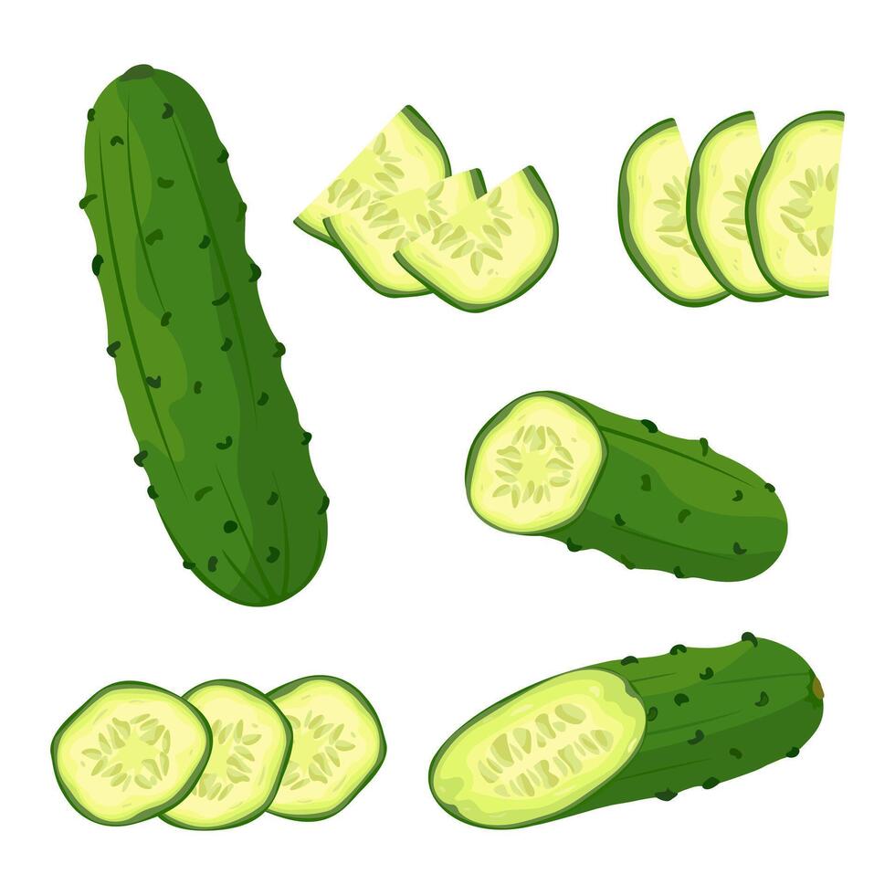 Set of fresh green cucumber Whole and sliced cucumber, slices and halves. illustration of healthy food, farm vegetables on white background. vector