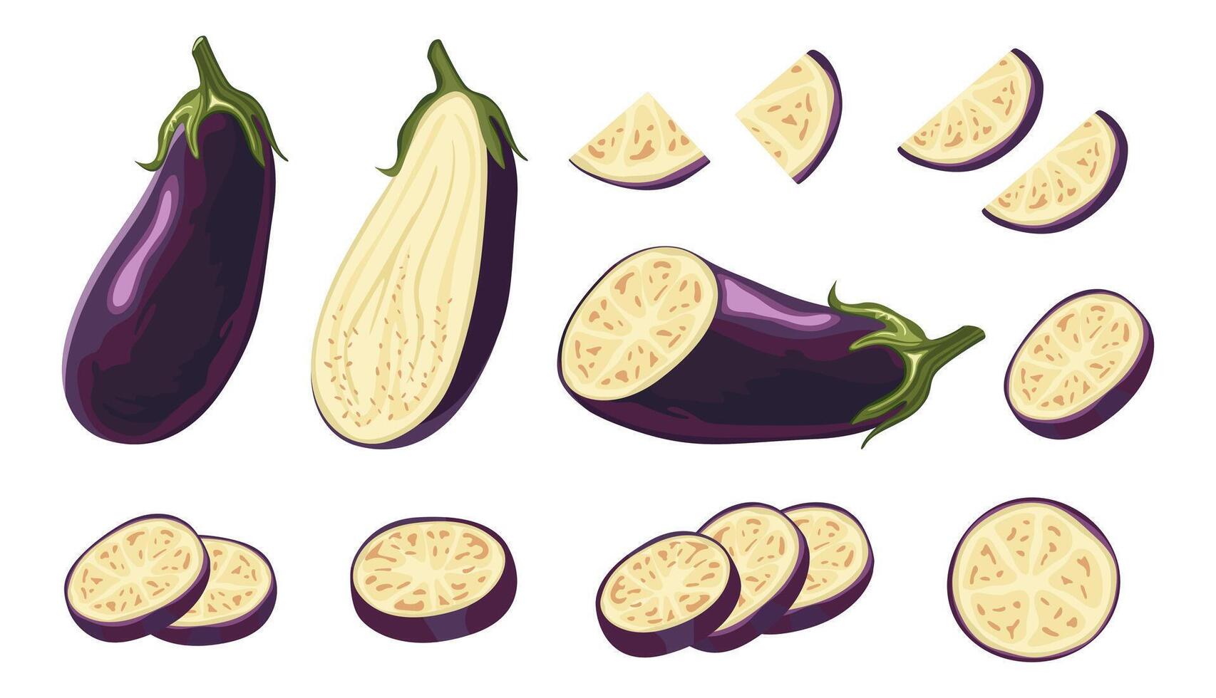 Eggplant on white background. Whole, half, cut and slices of fresh eggplant. illustration of ripe vegetable for salad. Farm vegetable vector