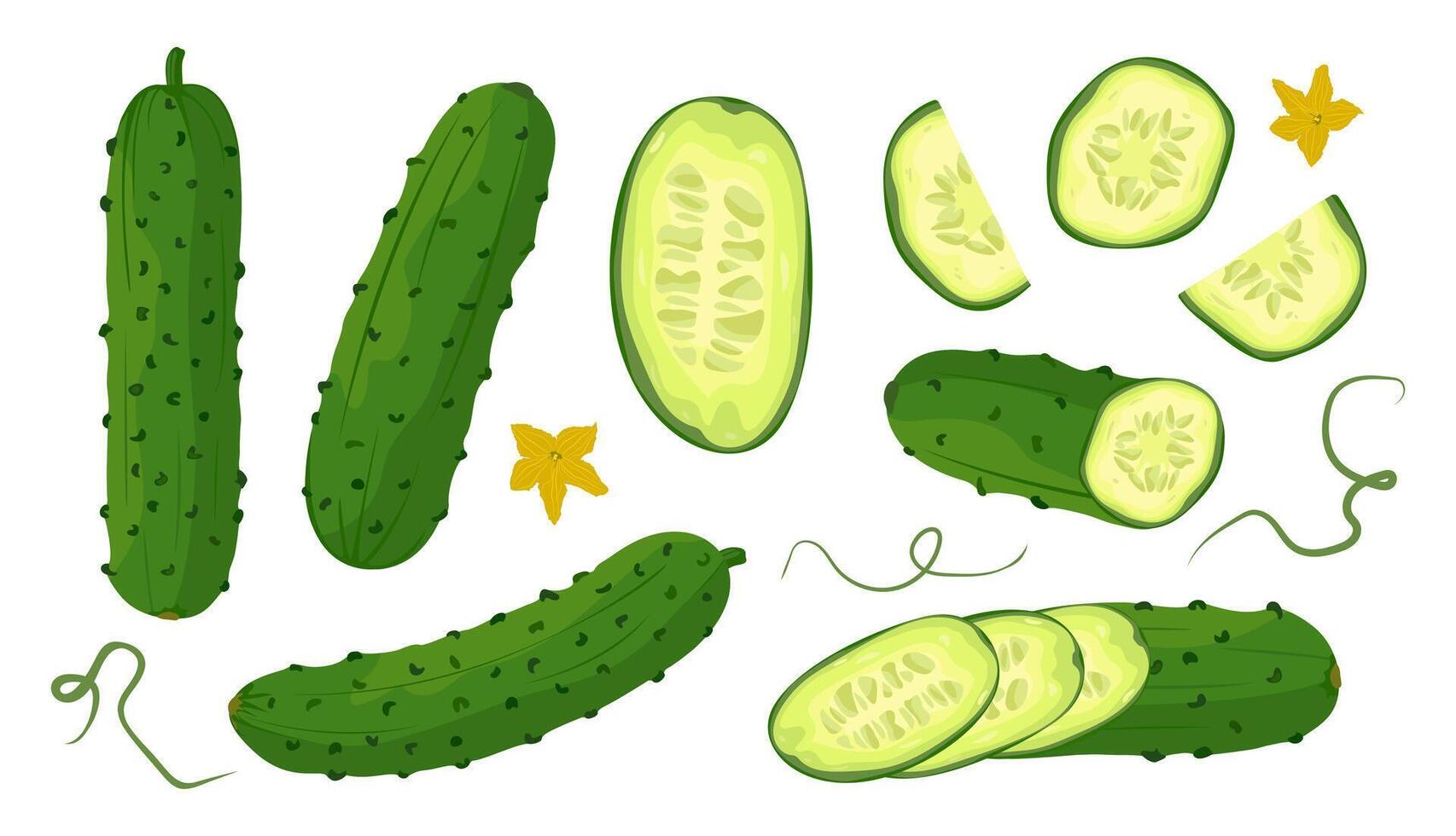 Large set of fresh green cucumber Whole and sliced cucumber, slices and halves. illustration of healthy food, farm vegetables on white background. vector
