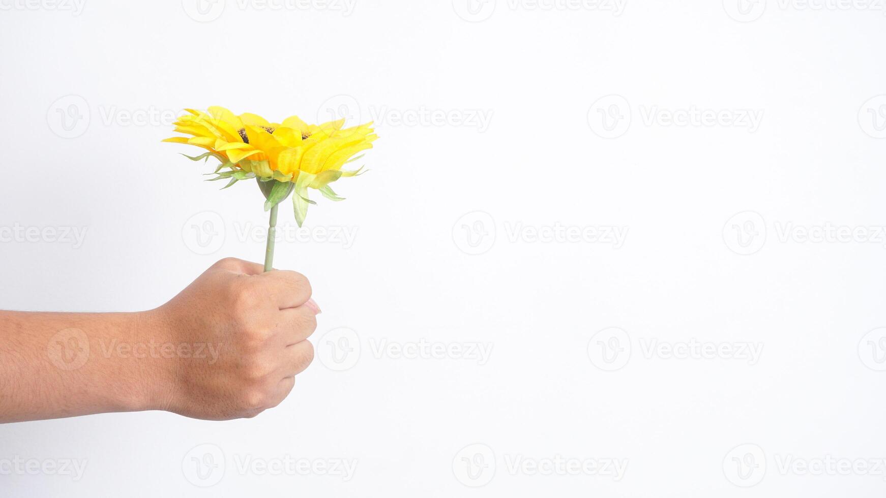Hand holding single artificial sunflower isolated on white background photo