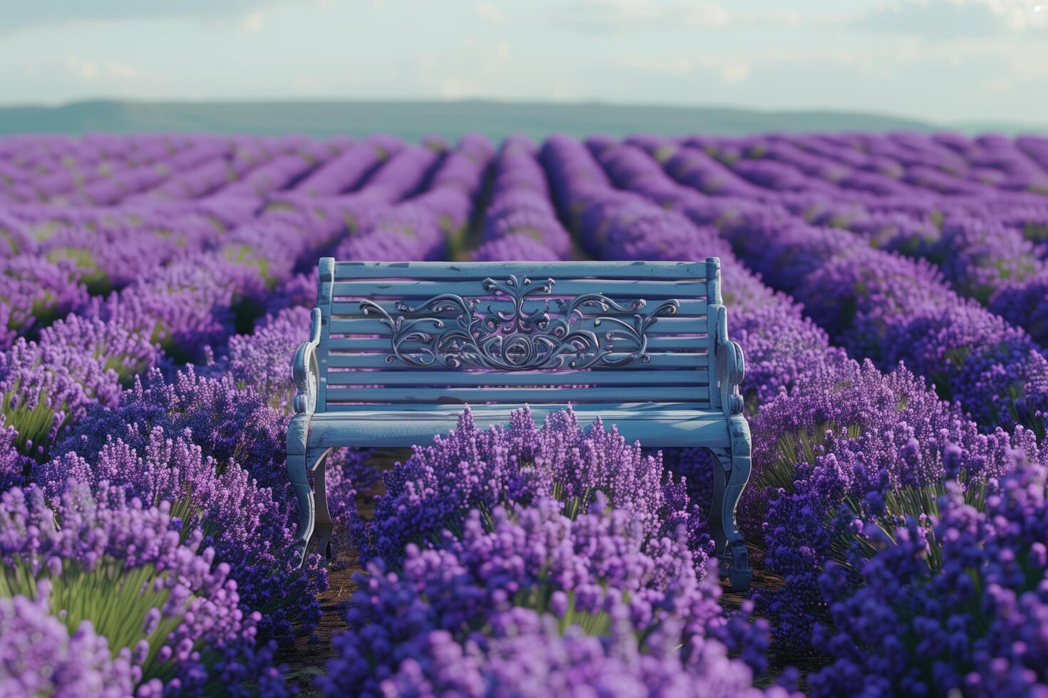 A bench in a lavender field photo