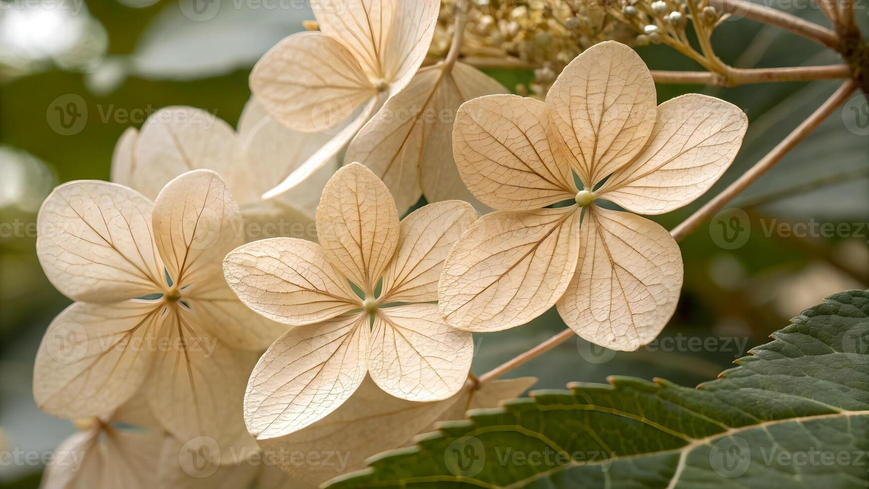Delicate Leaf Skeletons Intricately Designed Nature Background for Designers and Nature Enthusiasts photo