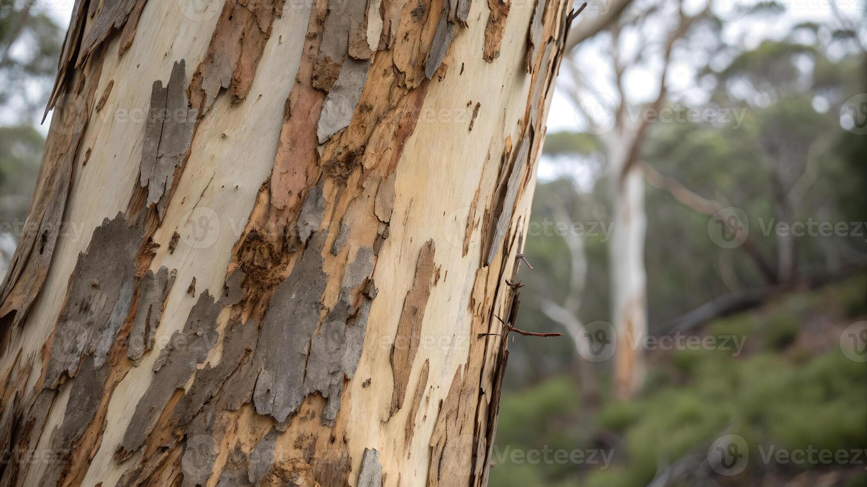 Eucalyptus Tree Bark Detailed Close-Up in Forest for Nature Enthusiasts and Designers photo