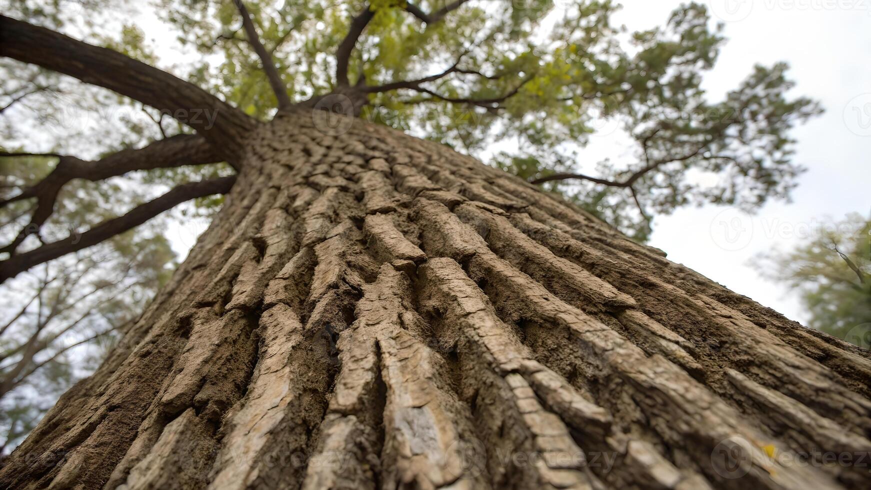 Tall oak tree detailed bark texture in forest for nature enthusiasts and photographers photo