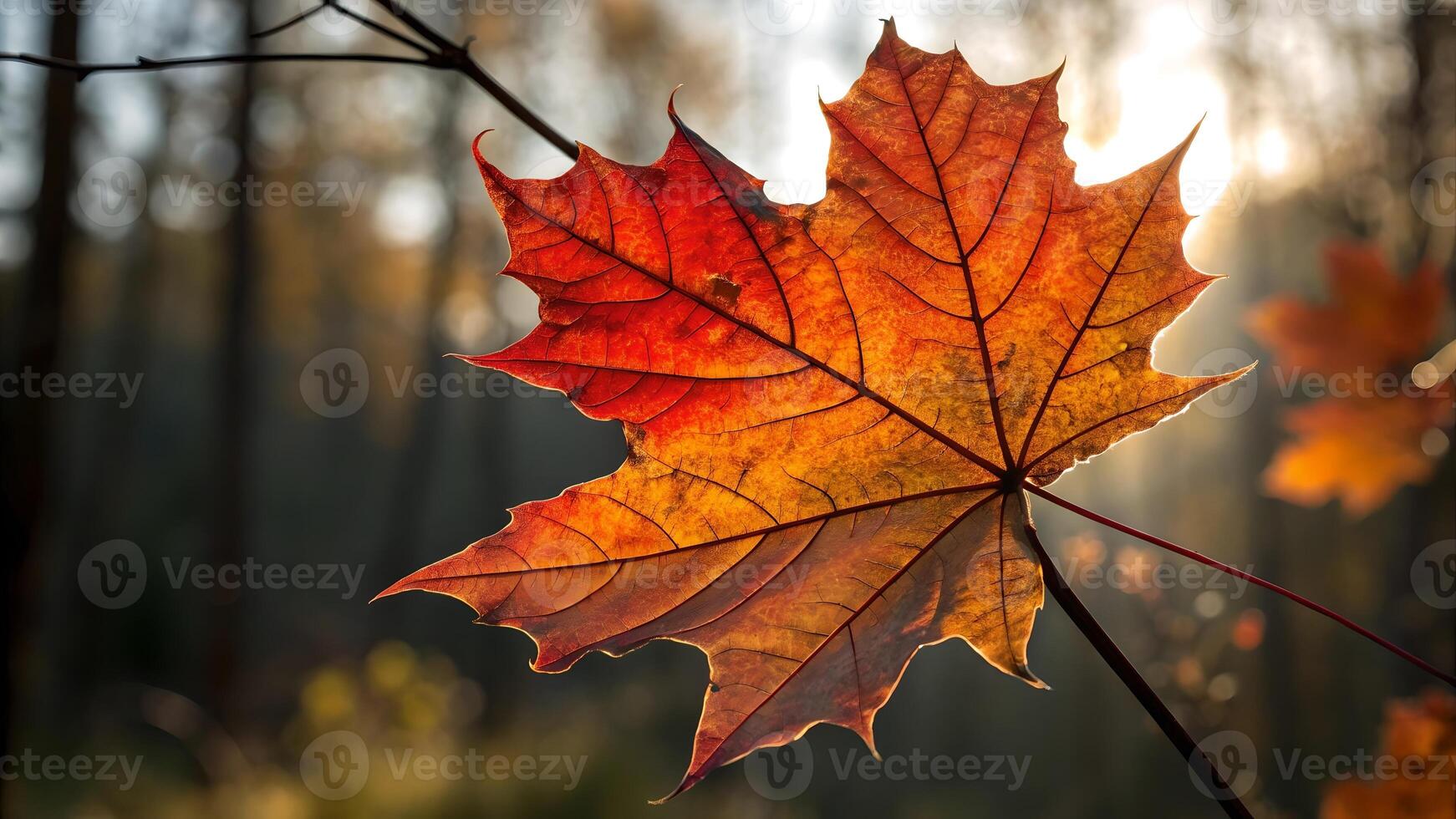 Sunlit maple leaf glowing in autumn forest for nature enthusiasts and photographers photo