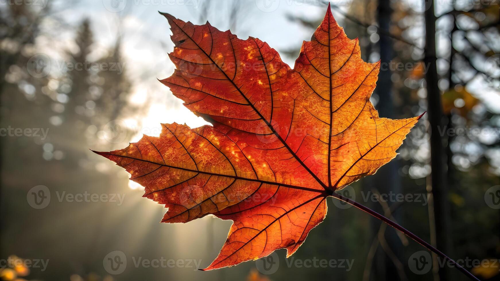 Vibrant autumn maple leaves glowing in sunlight forest scene for nature enthusiasts and photographers photo