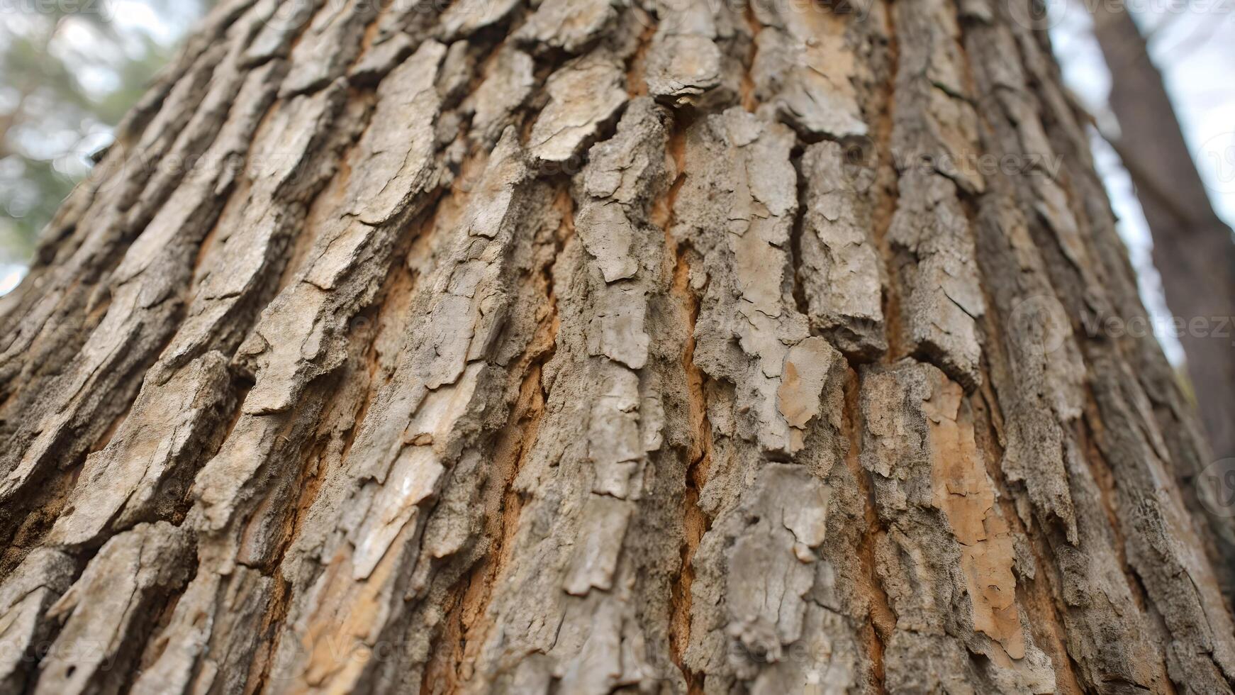 Tree bark detailed texture in forest for nature enthusiasts and designers photo